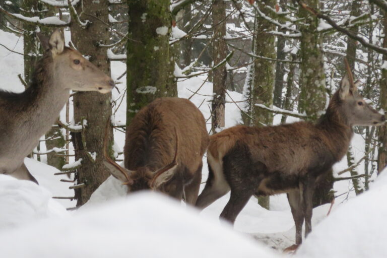 Exkursion der DAV-Sektion Bad Reichenhall ins Wintergatter